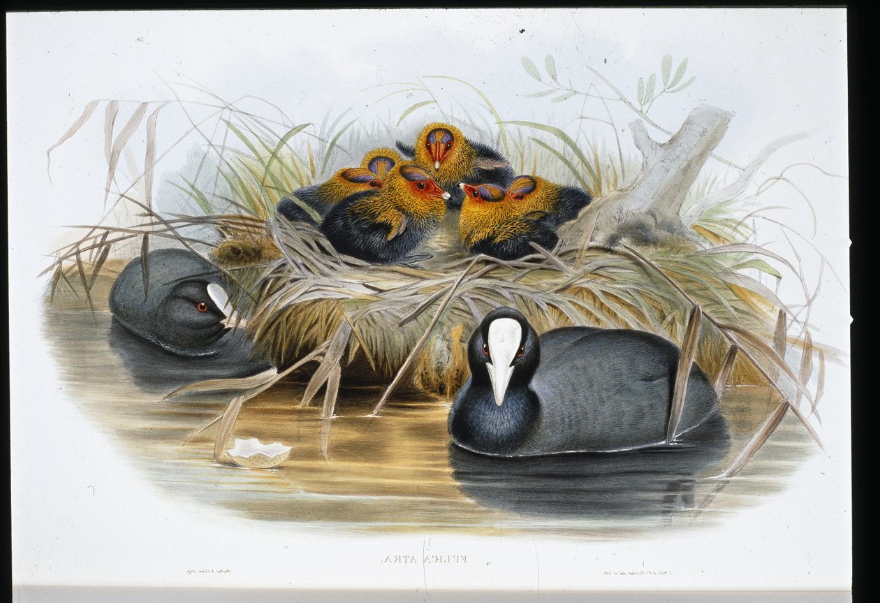 Blässhuhn (Fulica Atra) von John (after) Gould