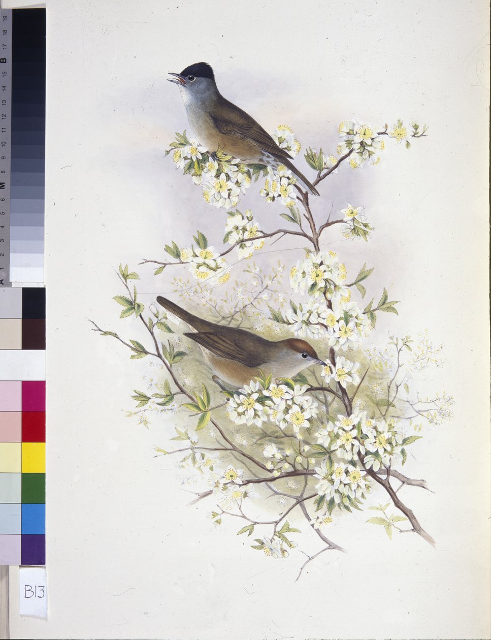Mönchsgrasmücke (Sylvia atricapilla) von John (after) Gould