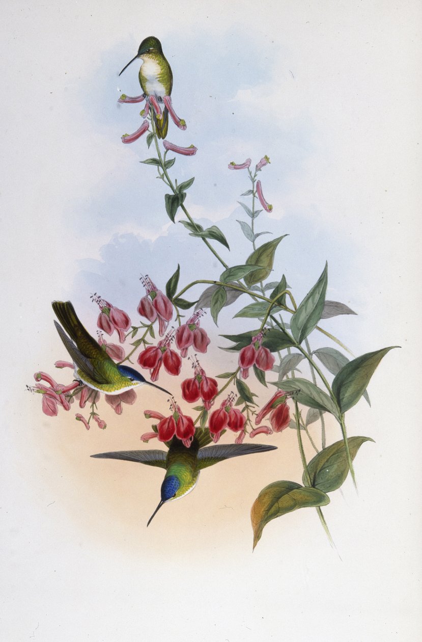 Francias Azurkrone (Cyanomyia Franciae) von John (after) Gould