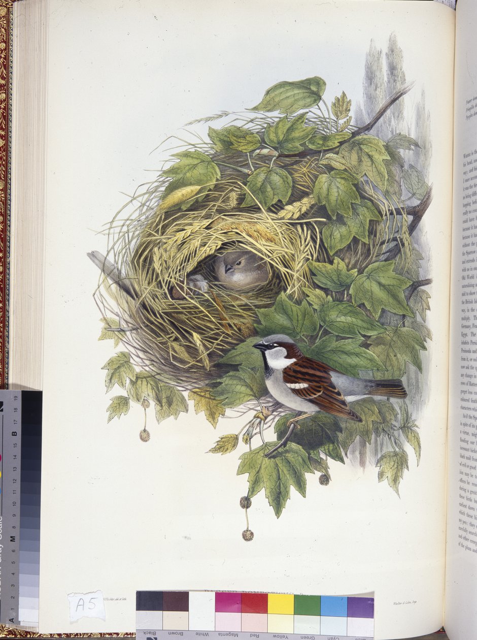 Haussperling (Passer domesticus) von John (after) Gould