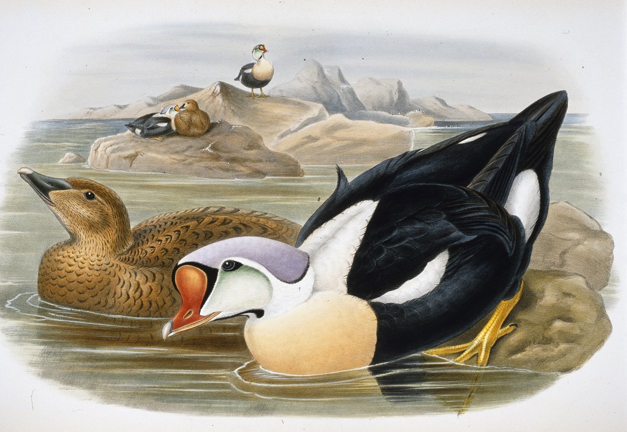 Königseiderente (Somateria Spectabilis) von John (after) Gould