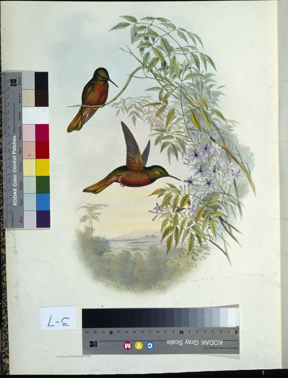 Matthews Panoplites von John (after) Gould