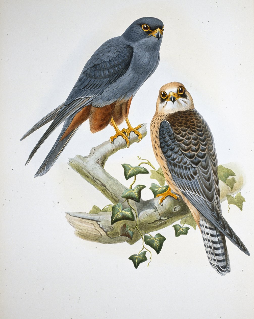 Rotfußfalke von John (after) Gould