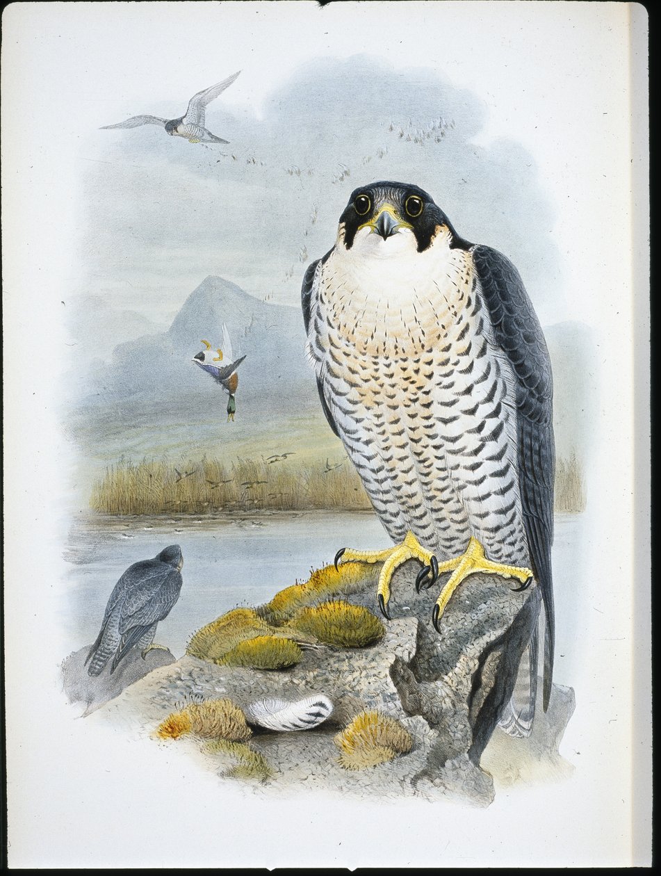 Wanderfalke (Falco Peregrinus) von John (after) Gould