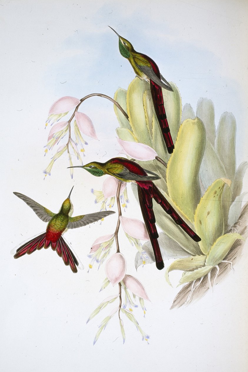 Phaon-Komet von John (after) Gould