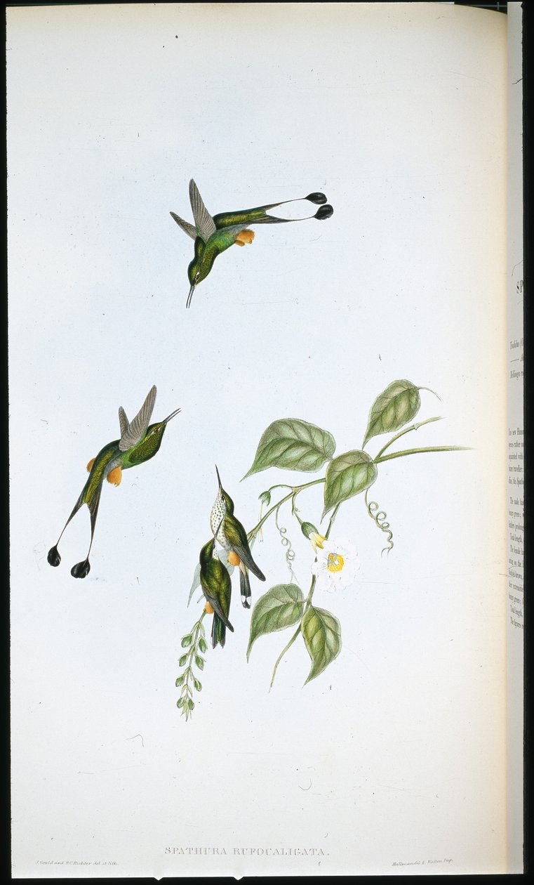 Rotstiefel-Rackenschwanz von John (after) Gould