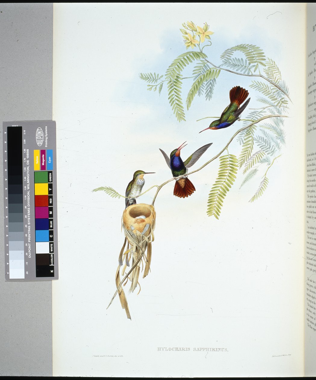 Rotkehl-Saphir (hylocharis sapphirinus) von John (after) Gould