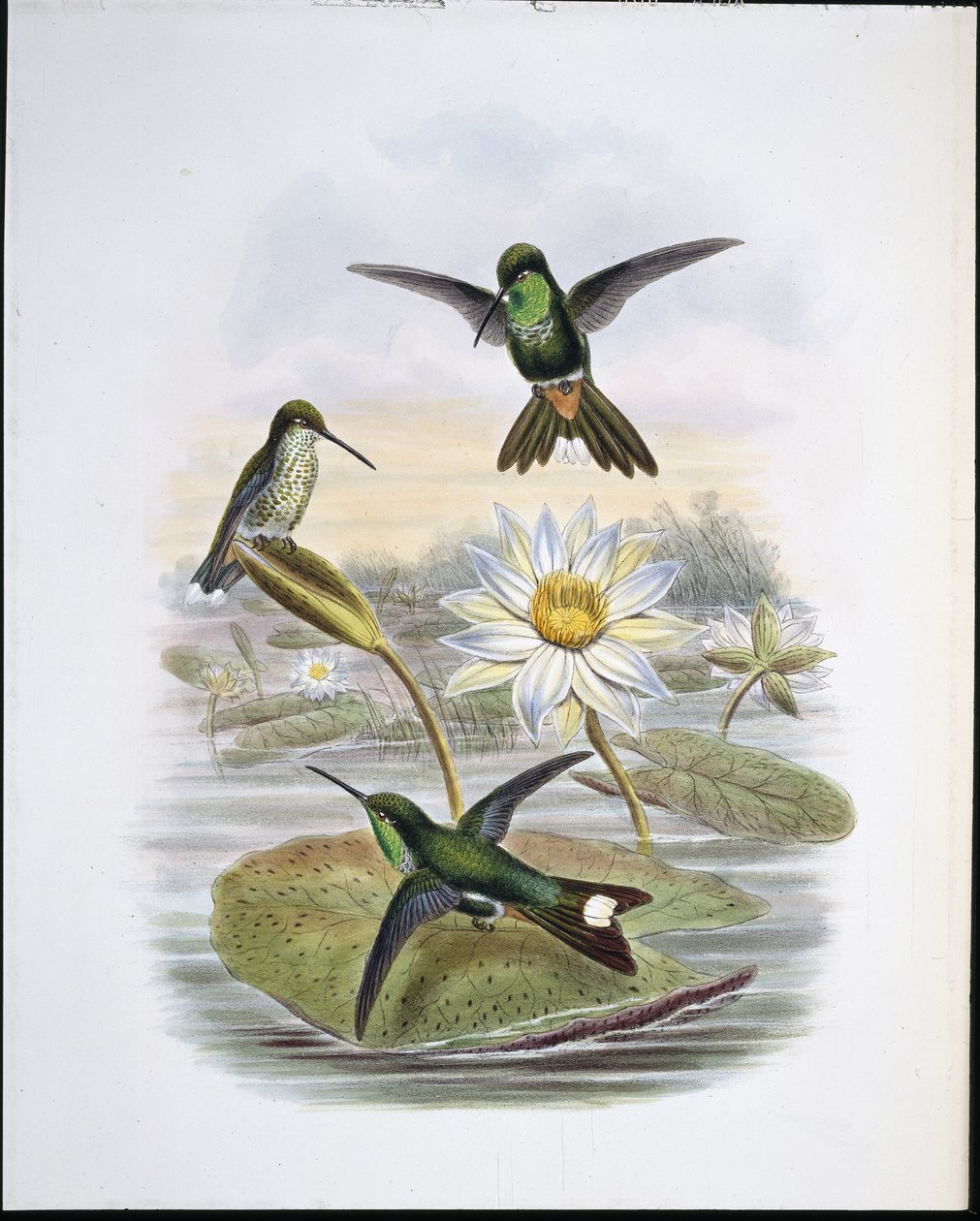 Rotlüftiger Weißspitz (Red Vented White Tip) von John (after) Gould