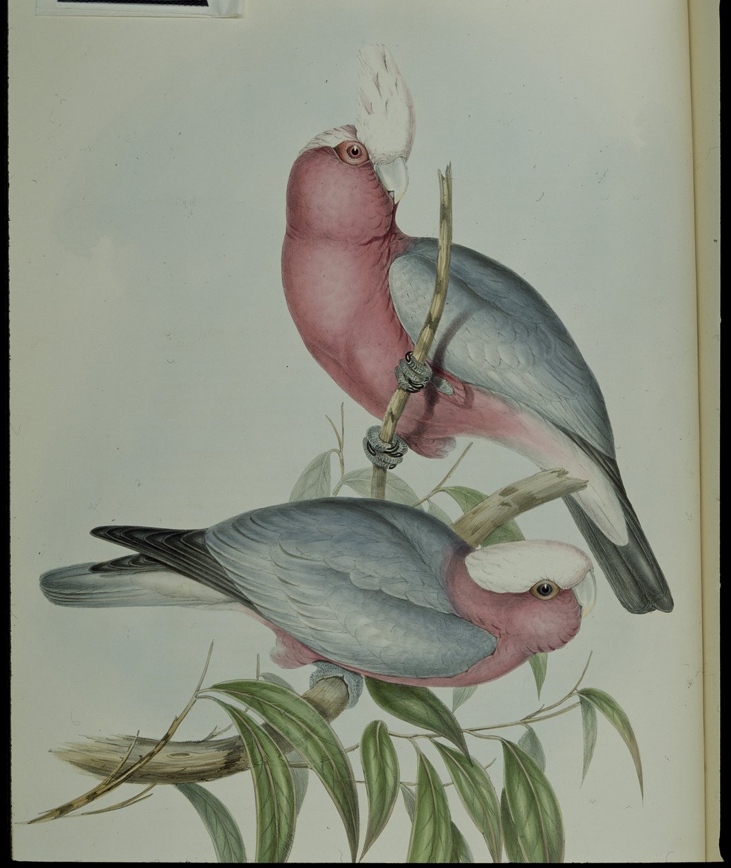 Rosenbrust-Kakadu (Cacatua Eos) von John (after) Gould