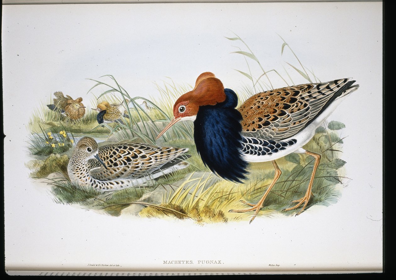 Kampfläufer (Machetes Pugnax) von John (after) Gould