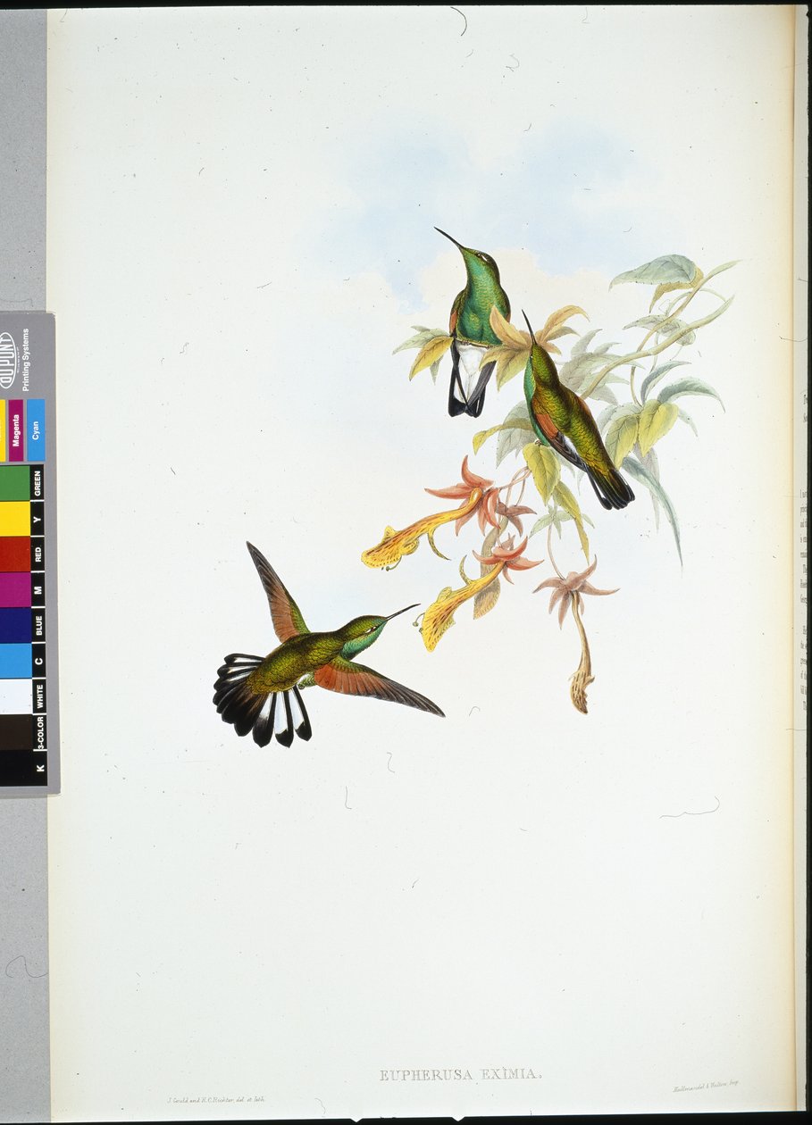 Streifenschwanz-Kolibri (Eupherusa Eximia) von John (after) Gould