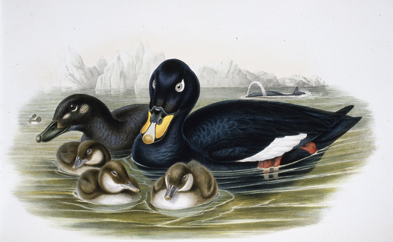 Samtente (Oidemla Fusca) von John (after) Gould
