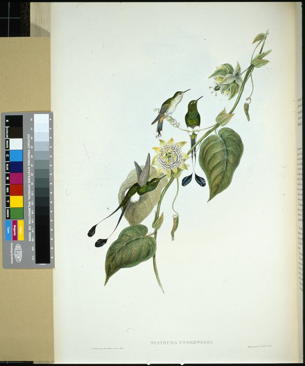 Weißstiefel-Rackenschwanz von John (after) Gould