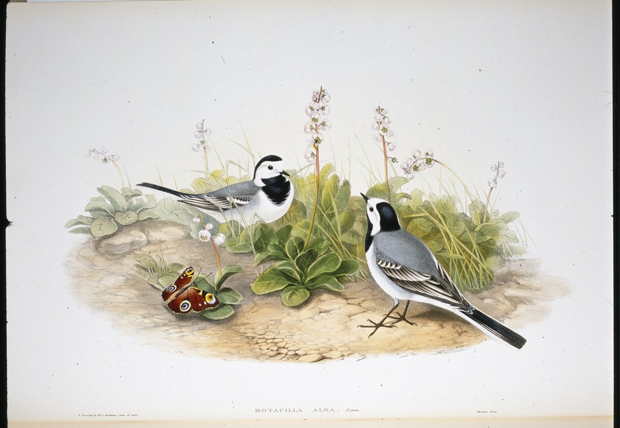 Bachstelze von John (after) Gould
