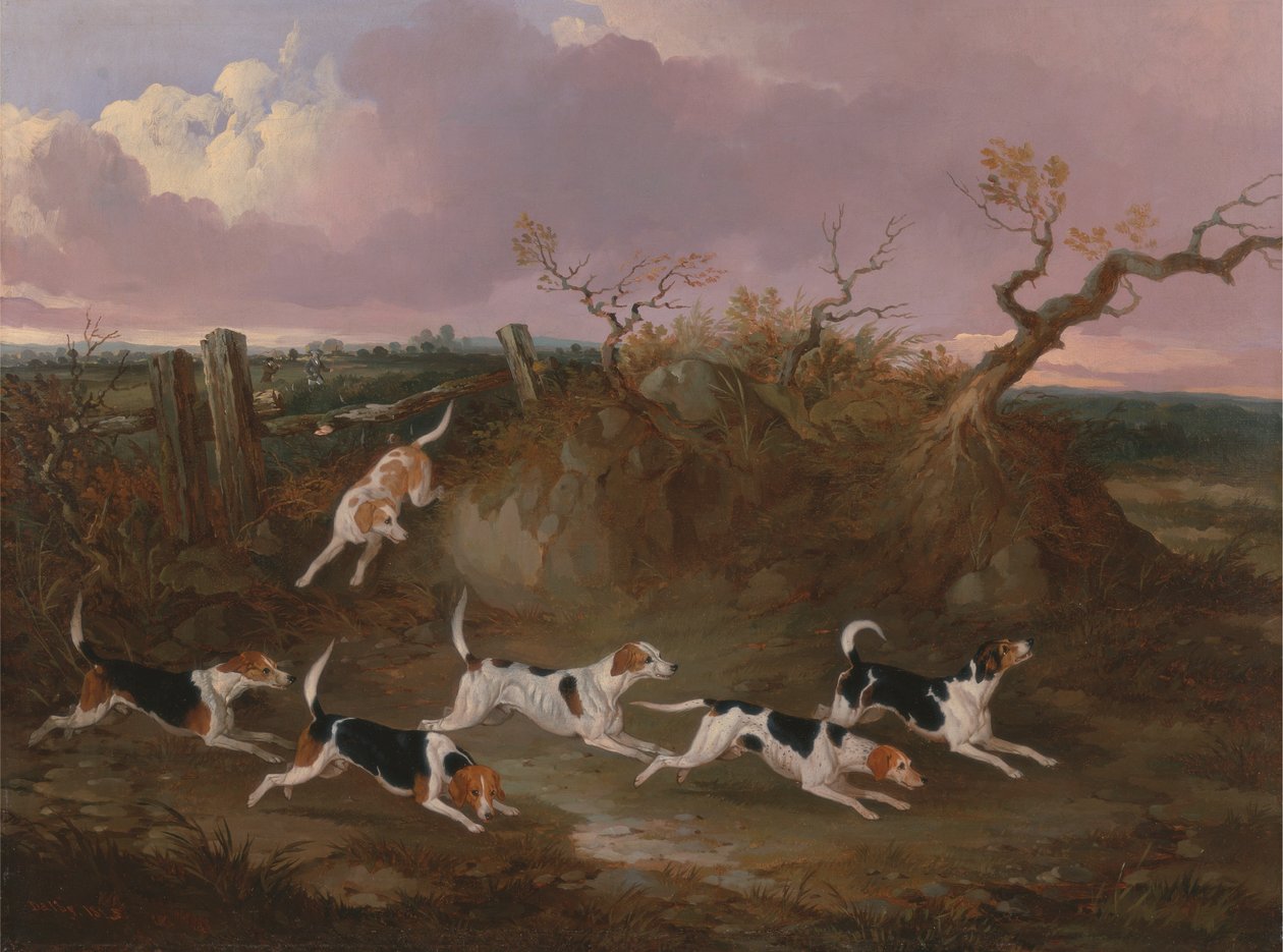 Beagles in vollem Lauf von John Dalby