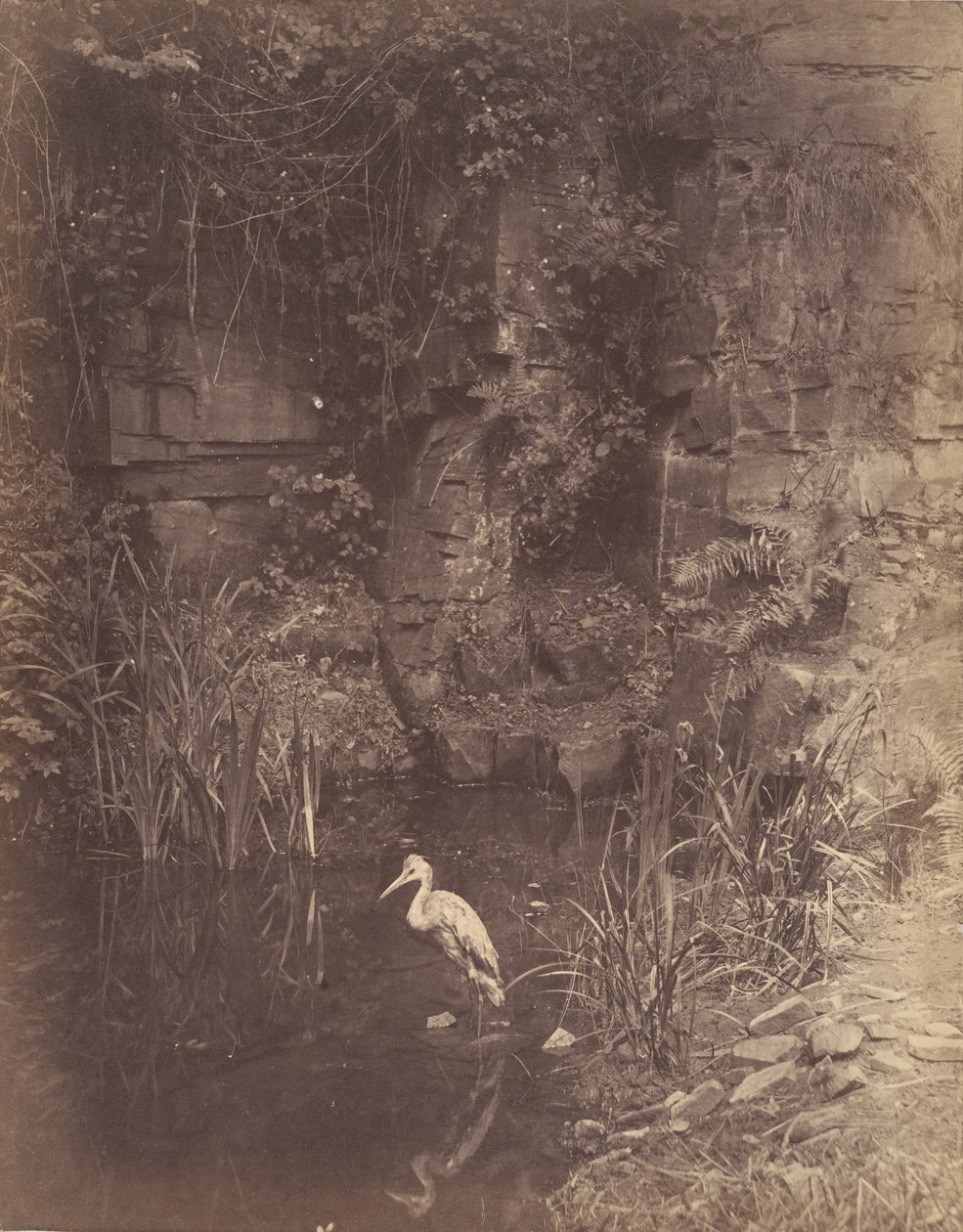 Piscator, Nr. 2 von John Dillwyn Llewelyn