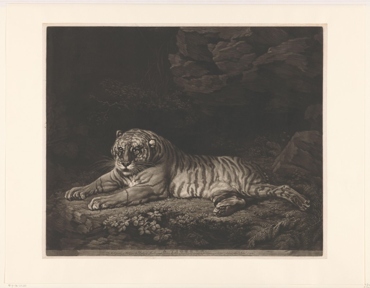 Tigerin von John Dixon