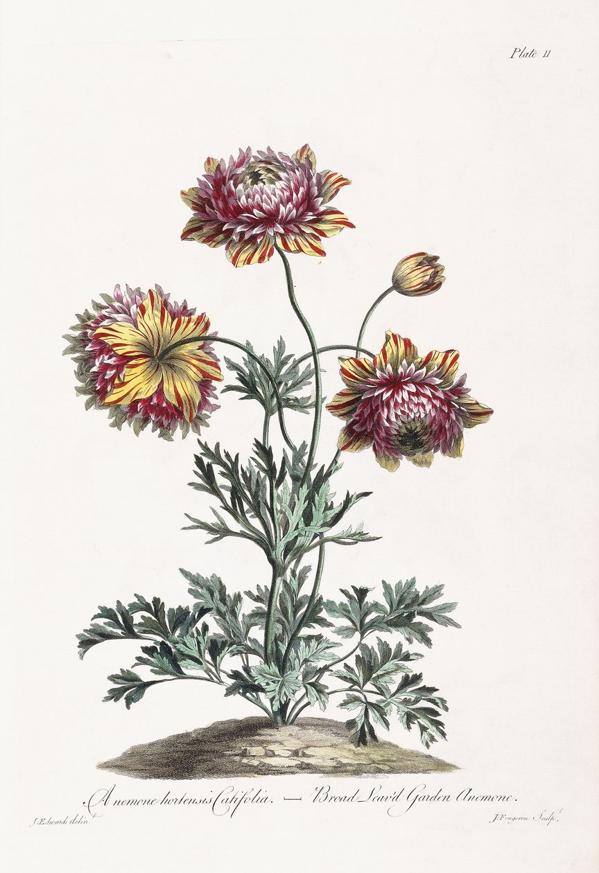 Breitblättrige Gartenanemone von John Edwards