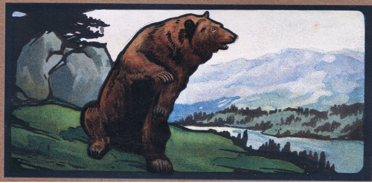 Braunbär von John Edwin Noble