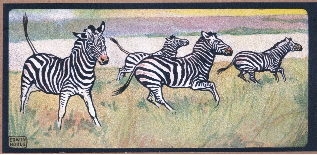 Zebras von John Edwin Noble