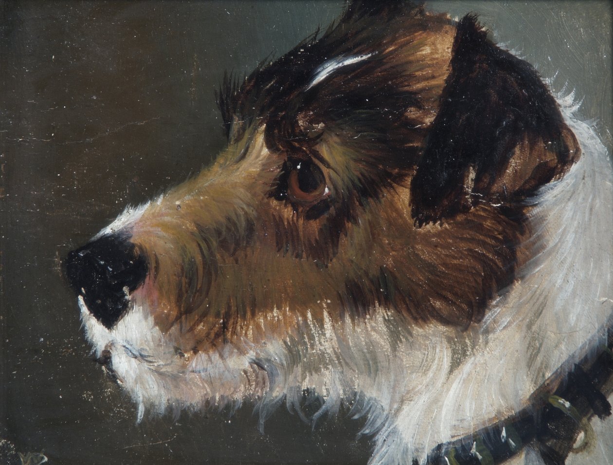 Kopf eines rauhaarigen Terriers von John Emms