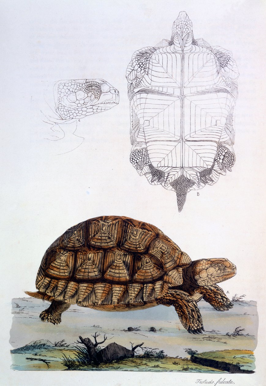 Testudo Sulcata, 1796 von John Frederick Miller