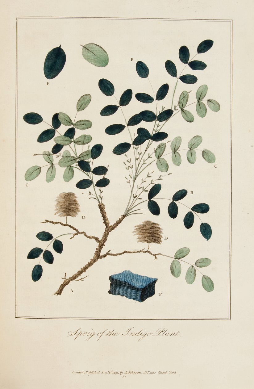 Zweig der Indigo-Pflanze von John Gabriel Stedman
