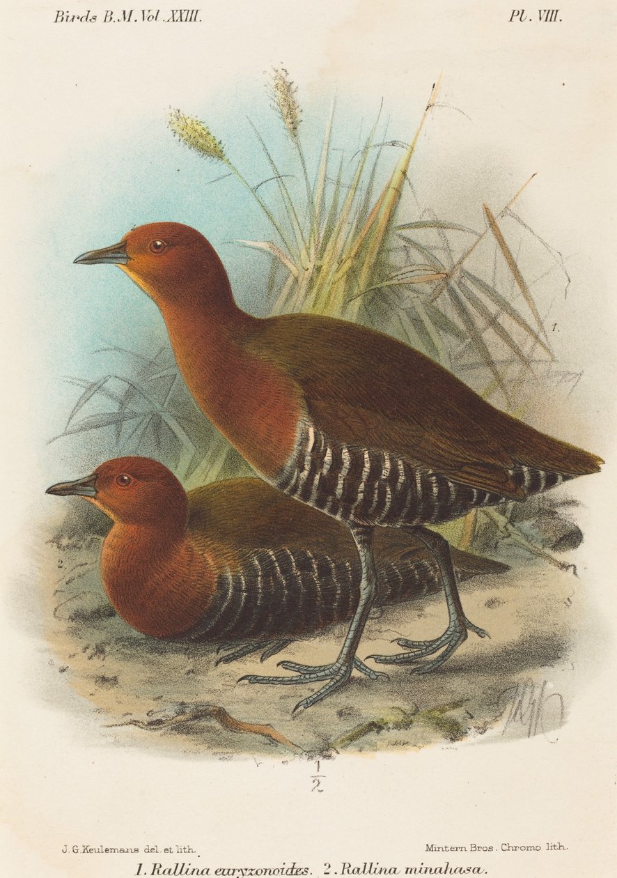 Vögel der Philippinen von John Gerrard Keulemans