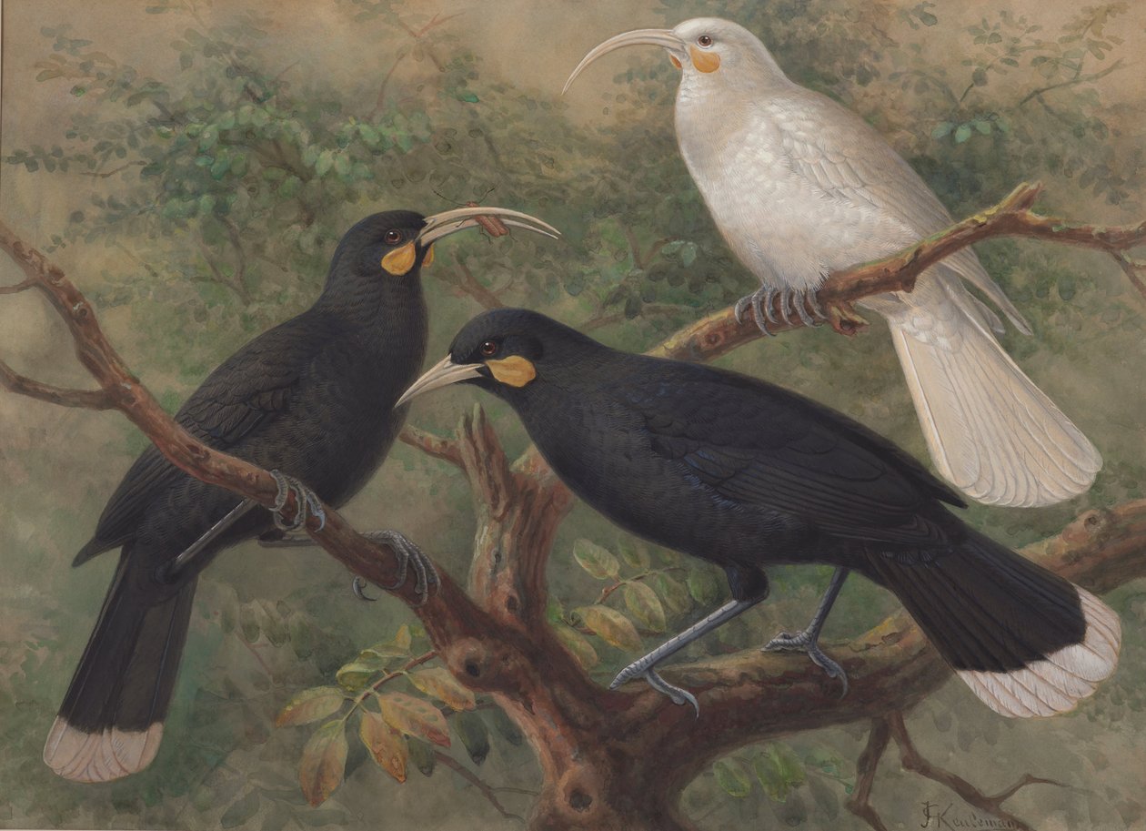 Drei Huia (Heteralocha acutirostris) von John Gerrard Keulemans