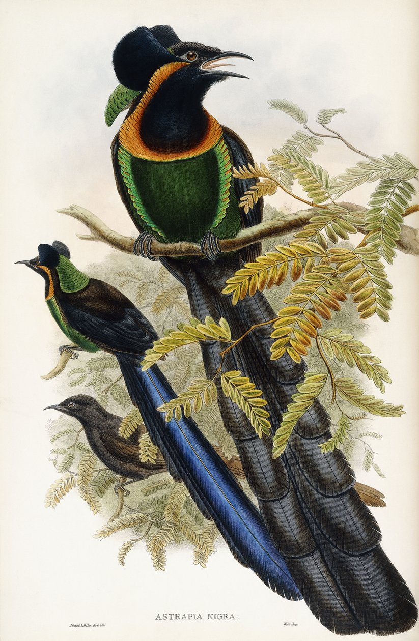 Arfak-Astrapia von John Gould