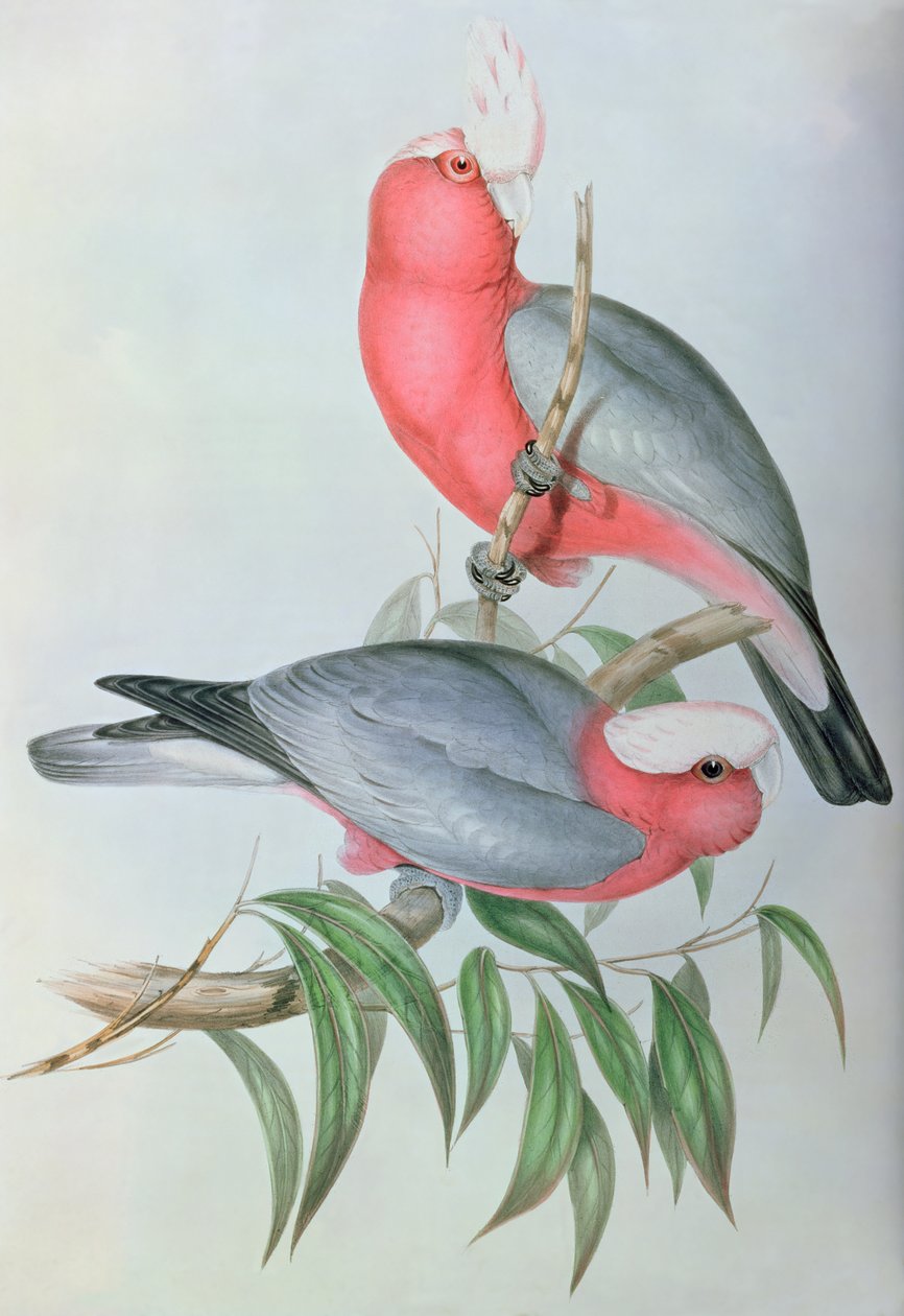 Vögel Asiens von John Gould