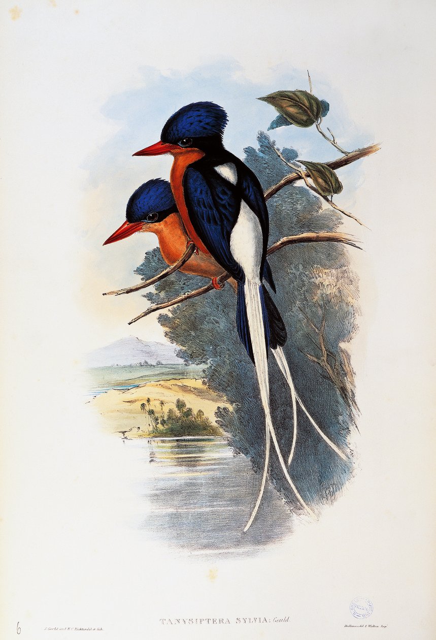 Buff-brustiger Paradiesvogel (Tanysiptera sylvia) von John Gould