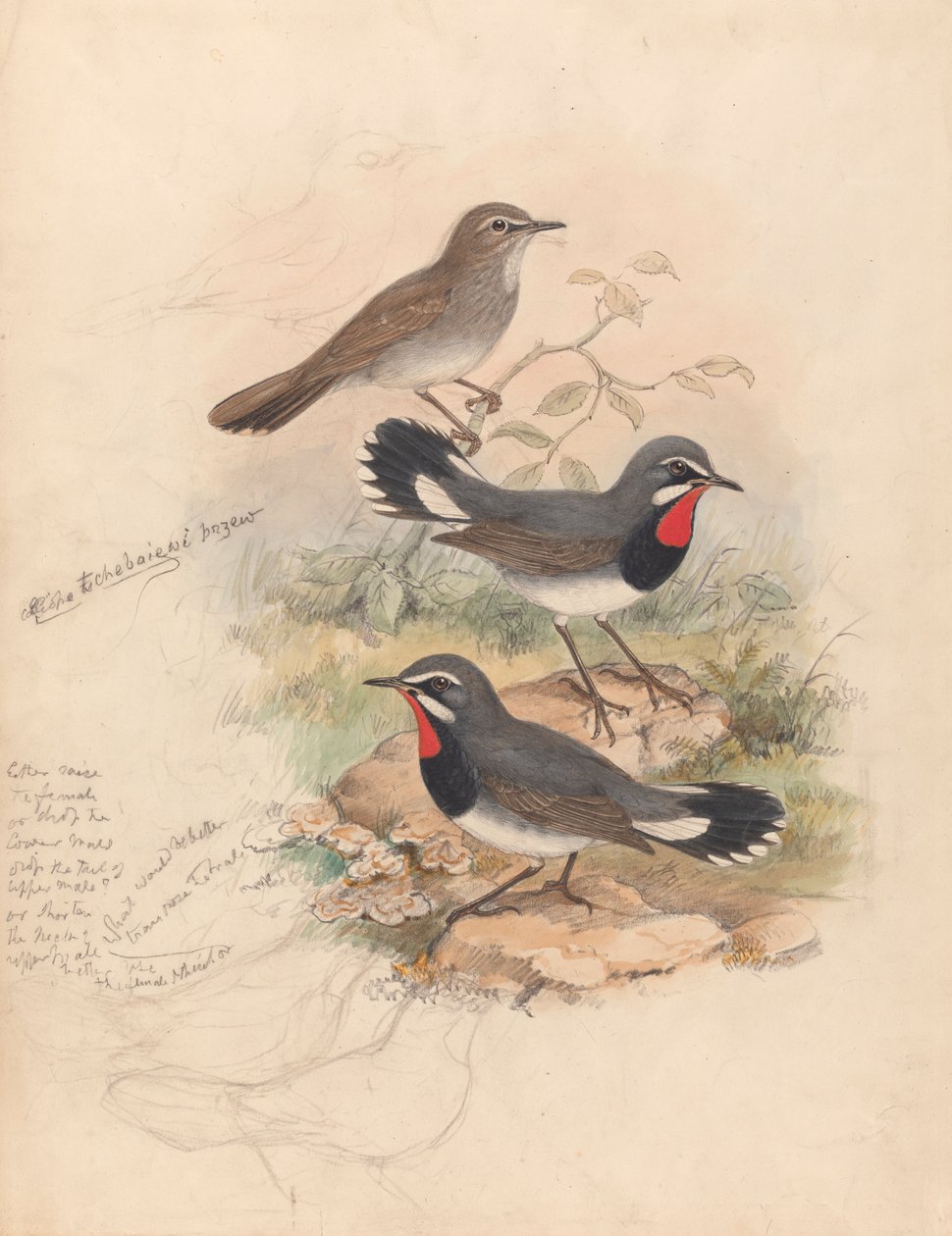 Calliope Tschebaiewi, Prjev. von John Gould