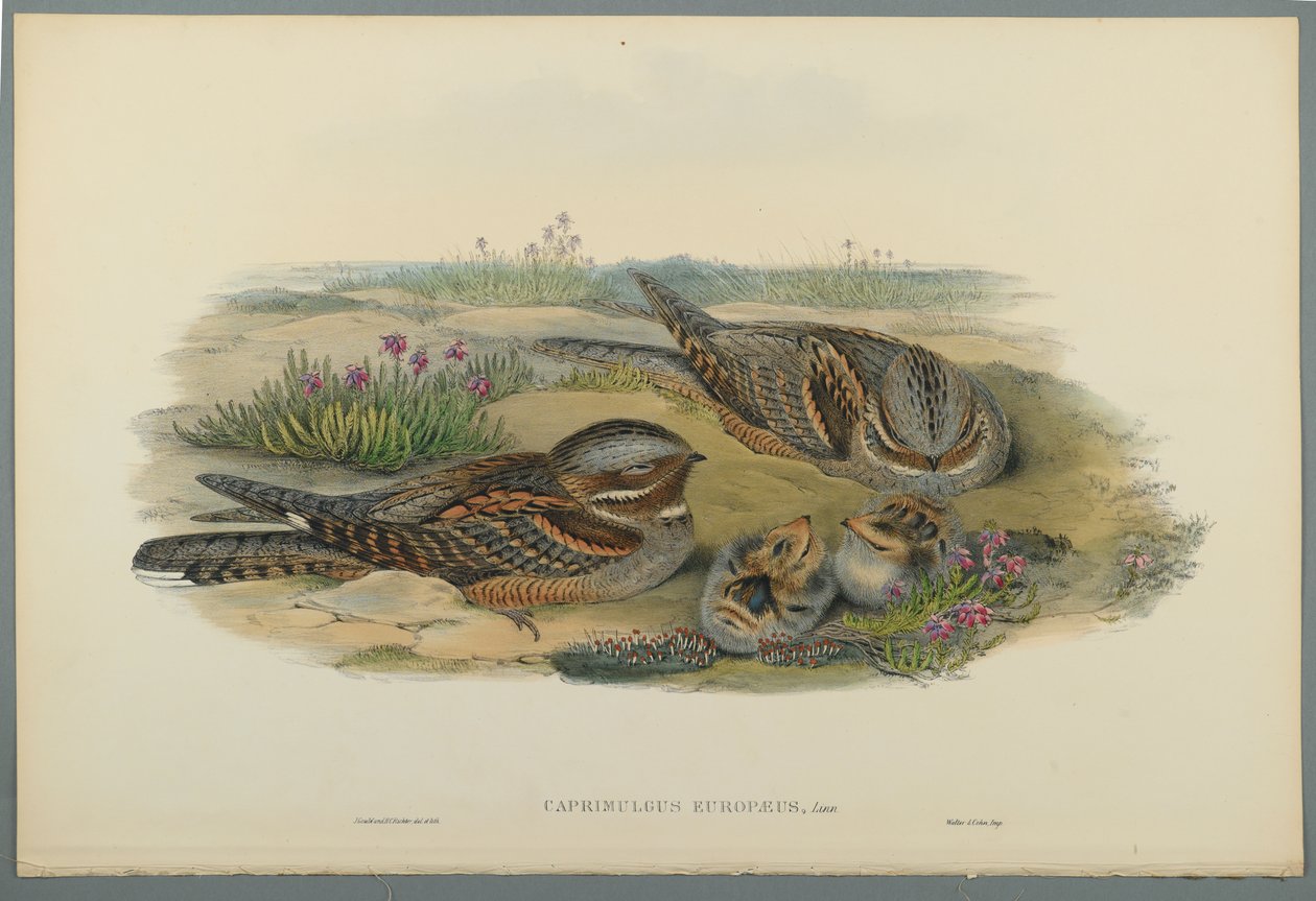 Ziegenmelker von John Gould
