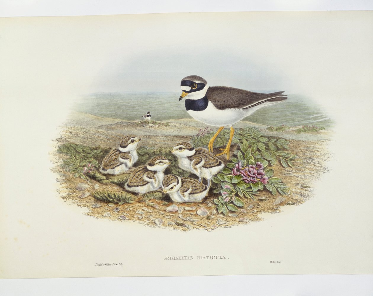 Sandregenpfeifer (Charadrius hiaticula), Illustration von John Gould