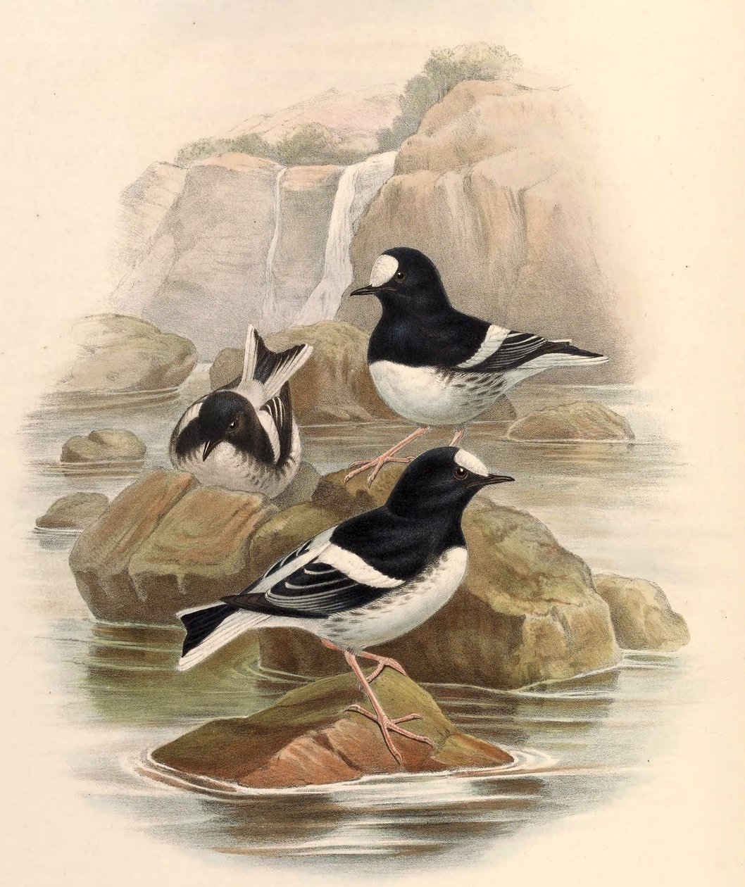 Enicurus scouleri von John Gould