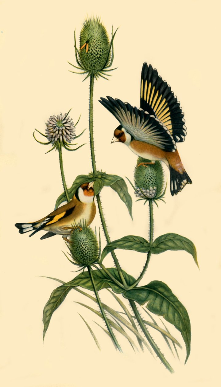 Stieglitze, 1863, 1942 von John Gould