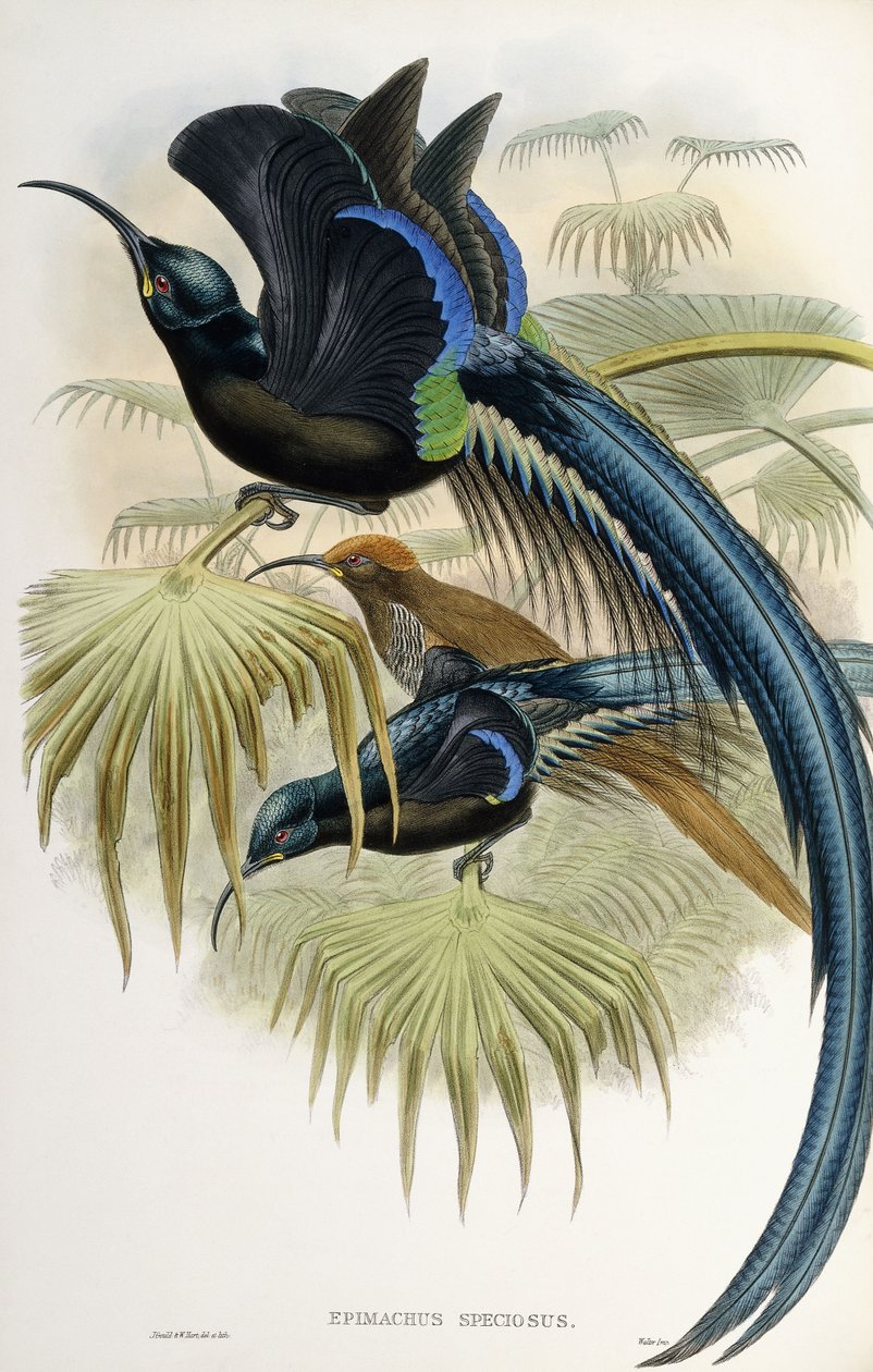 Großer Sichelschnabel-Paradiesvogel von John Gould