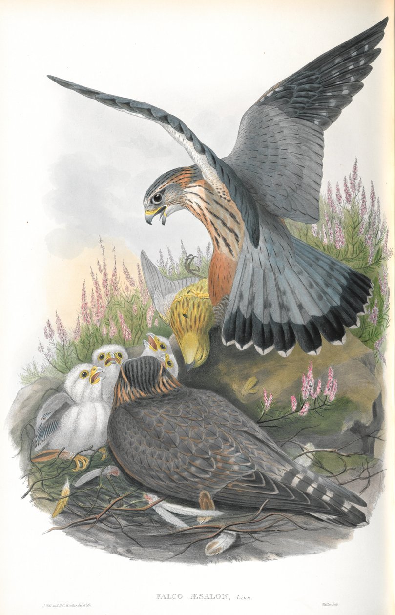 Illustration des Merlinfalken von John Gould