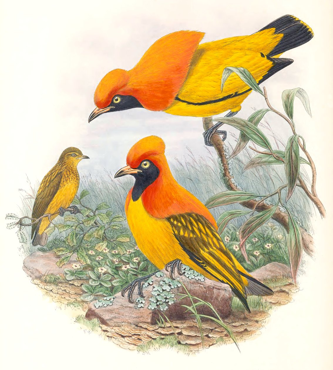 Maskierter Laubenvogel von John Gould