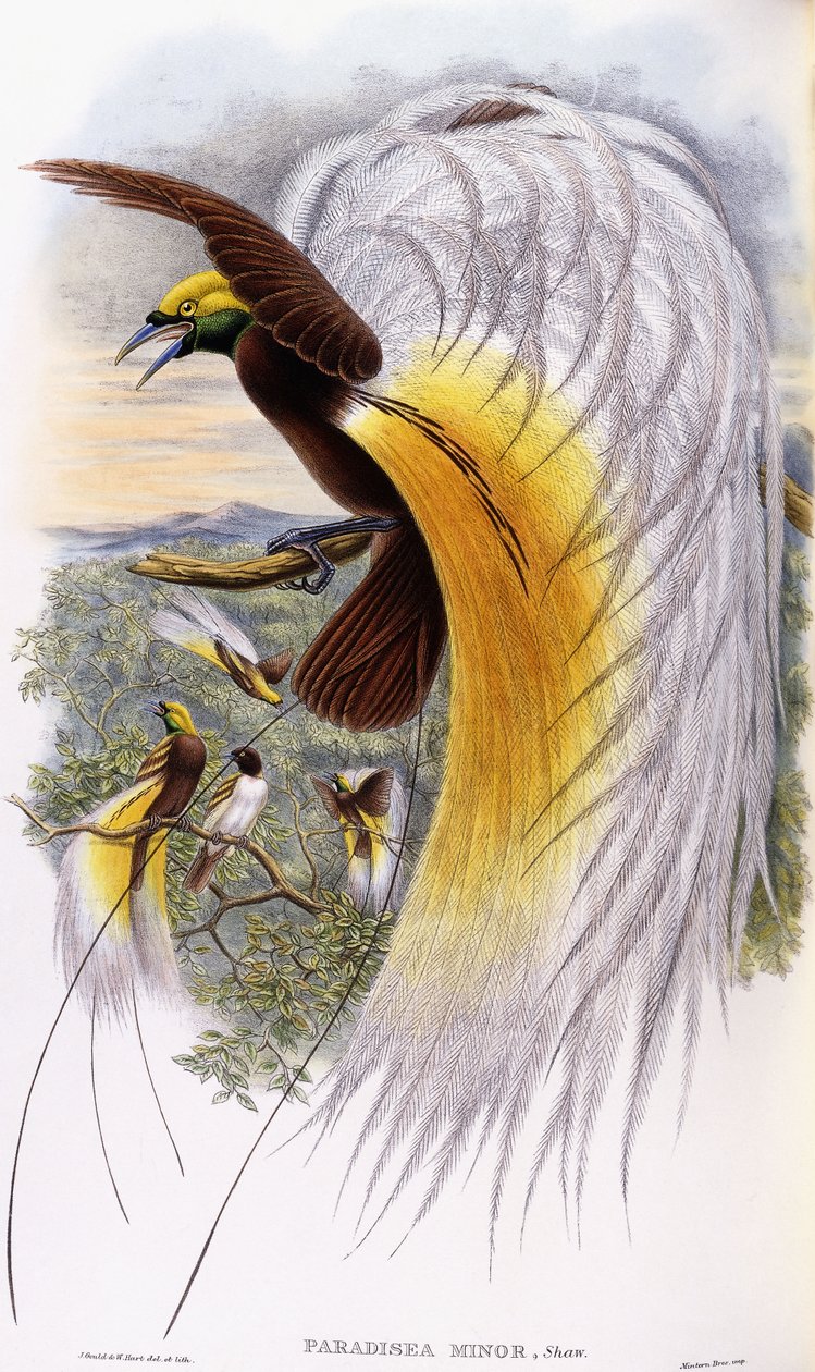 Paradisaea Minor von John Gould