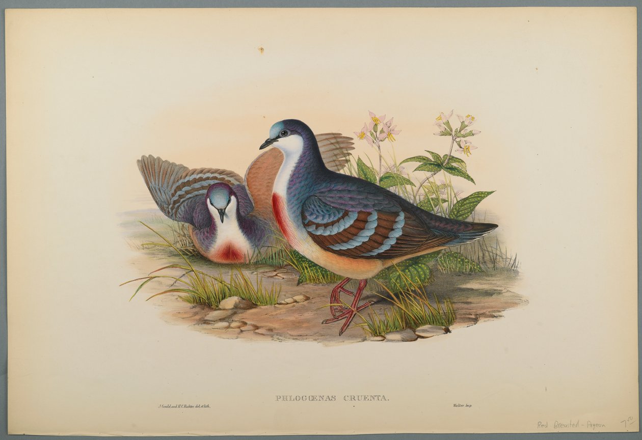 Blutbrusttaube von John Gould