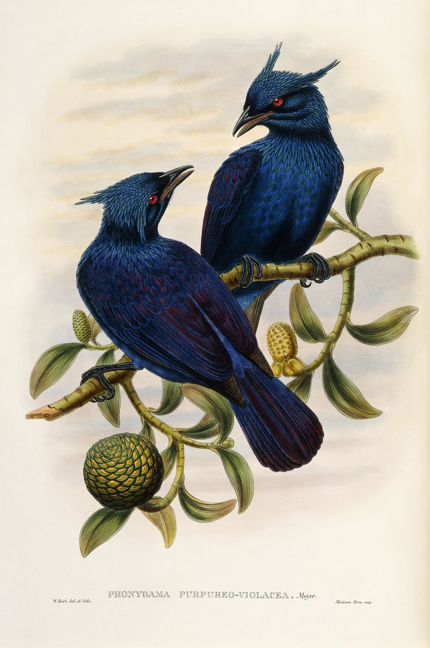 Purpur- und Violett-Manucode von John Gould