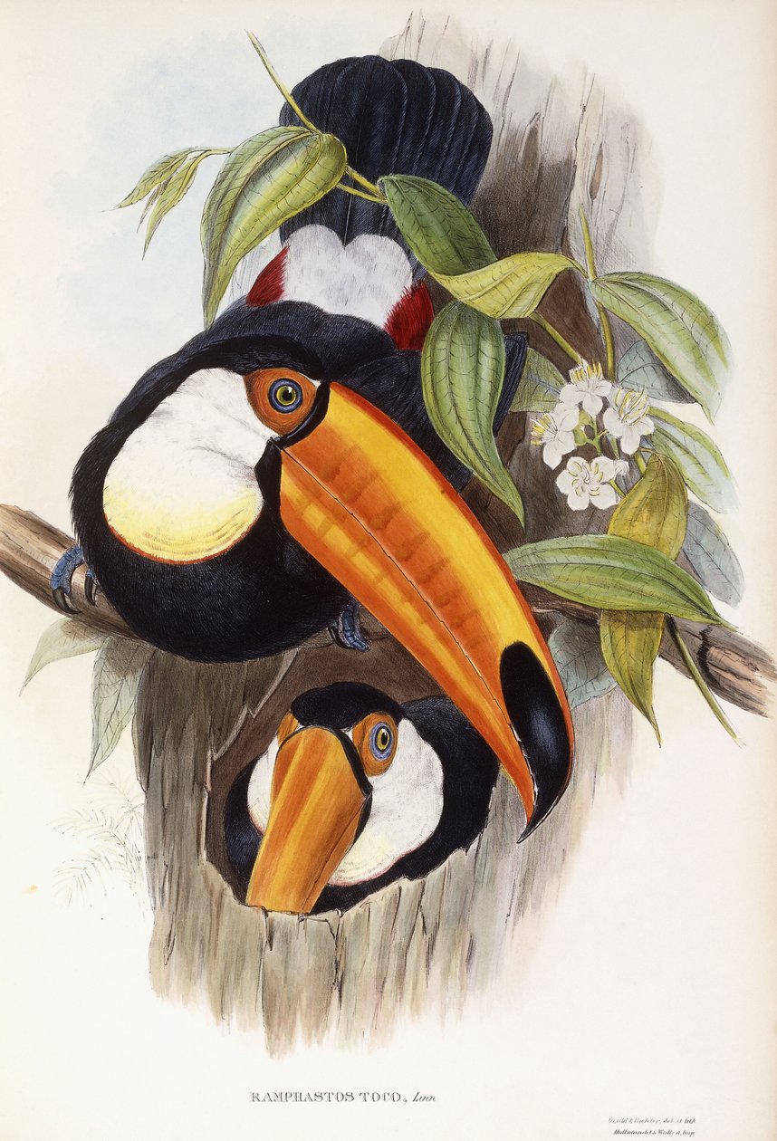 Ramphastos Toco von John Gould
