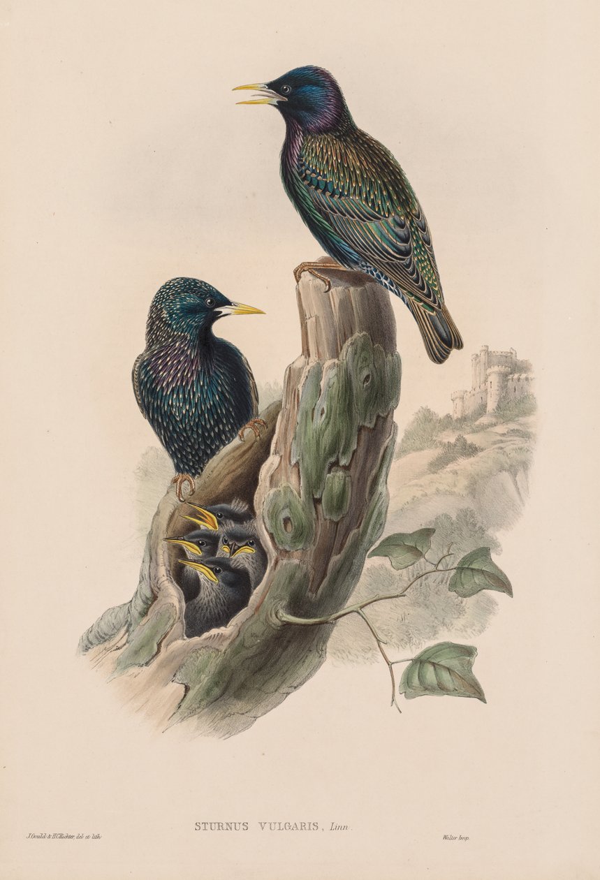 Star von John Gould