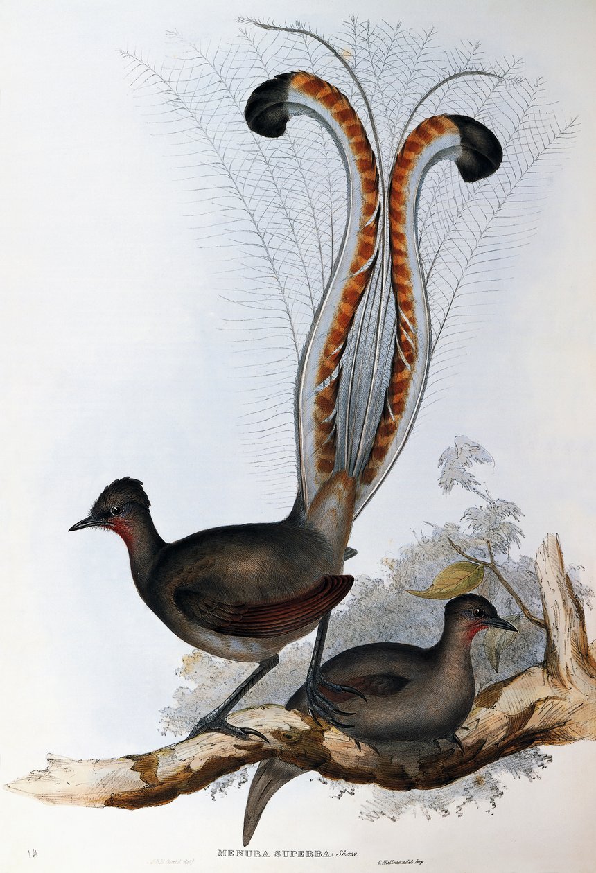 Prachtleierschwanz (Menura superba) von John Gould
