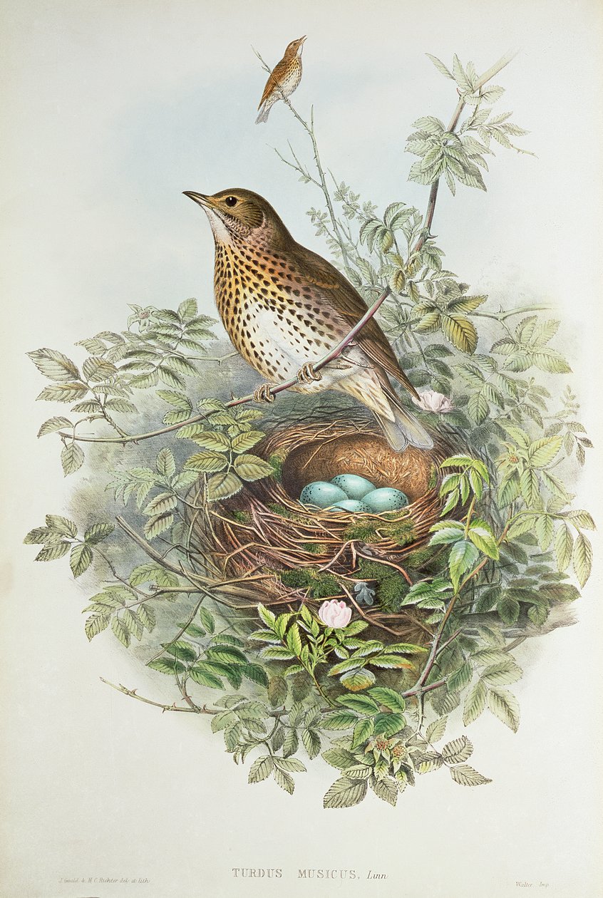 Drossel mit ihrem Nest von John Gould
