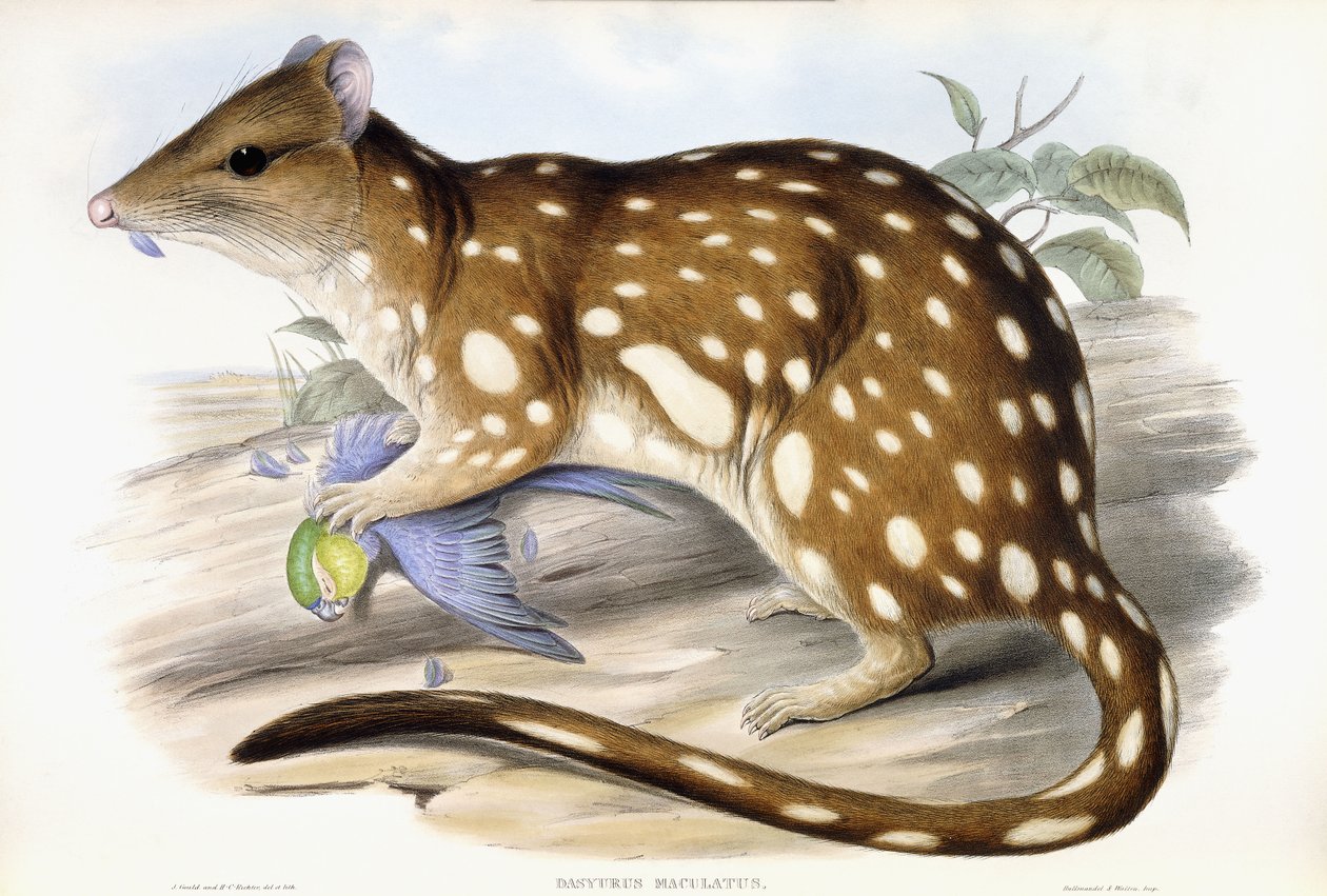 Tiger-Quoll von John Gould