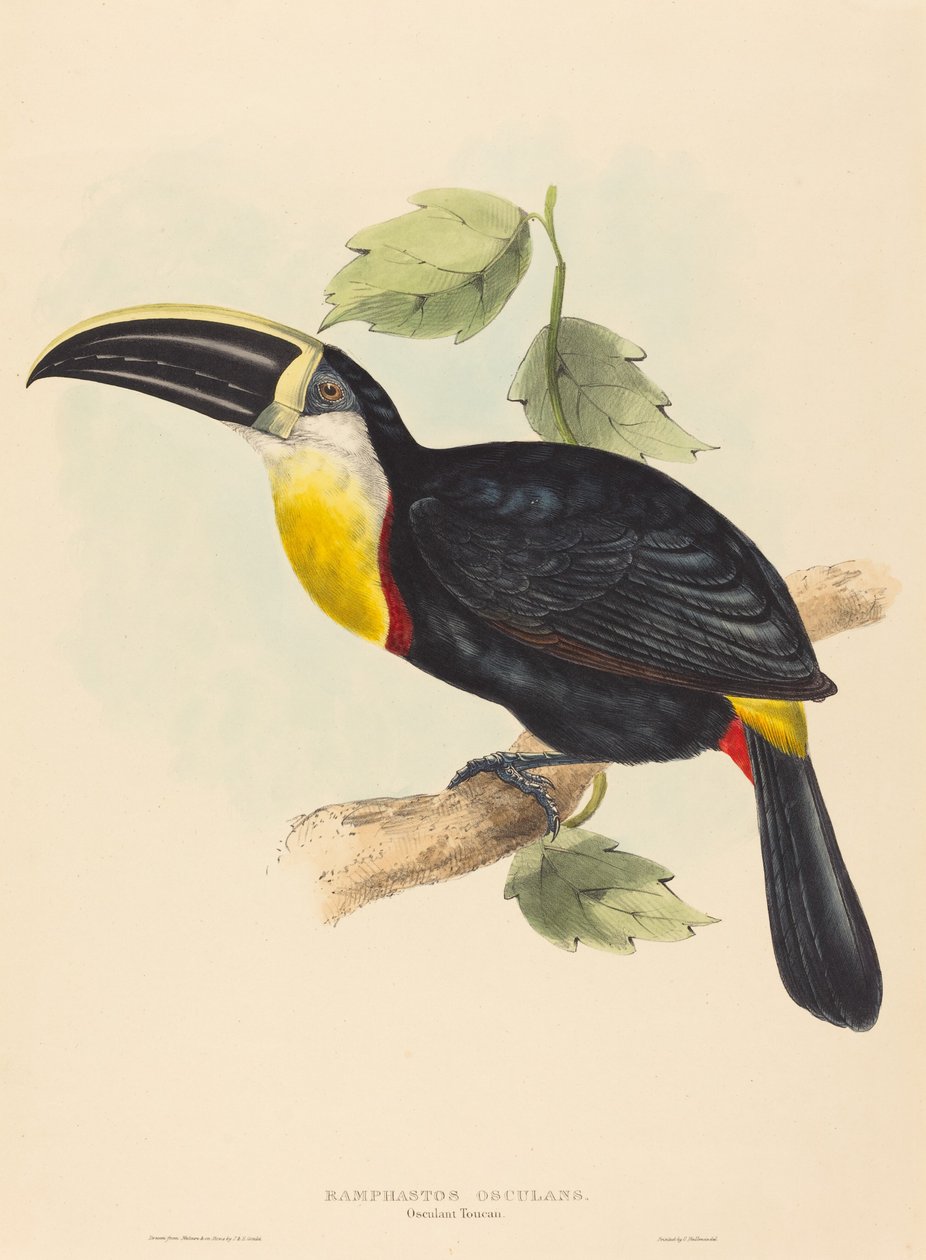 Küssender Tukan (Ramphastos osculans) von John Gould and Elizabeth Gould