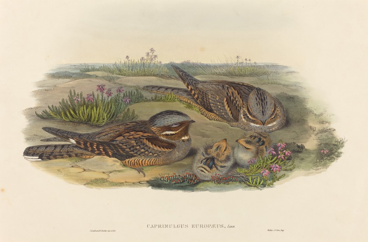 Caprimulgus europaeus (Ziegenmelker) von John Gould and H.C. Richter